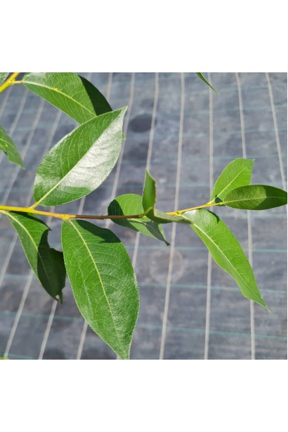 Темно-зелене блискуче листя Верби лаврової